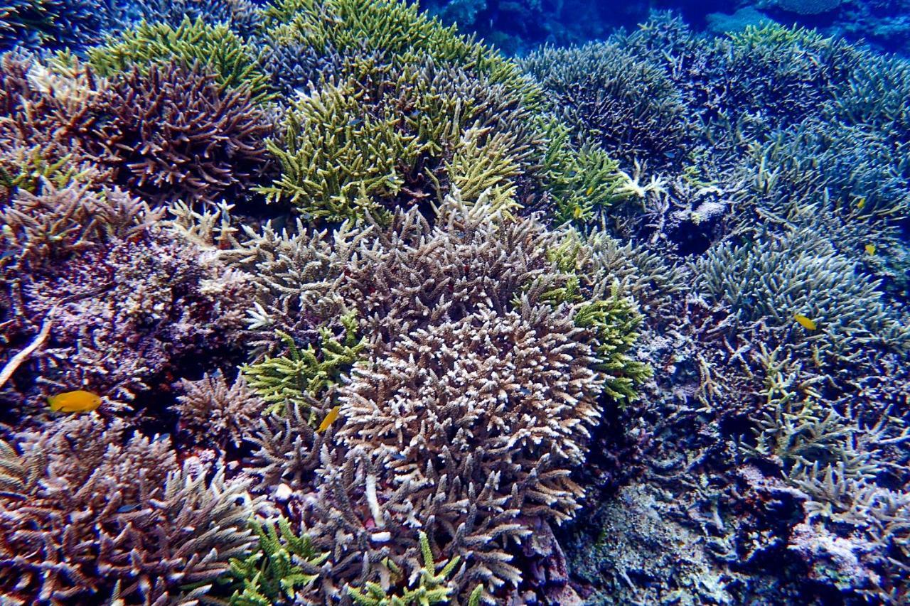 Blue Ocean Resort Ishigaki  Eksteriør bilde